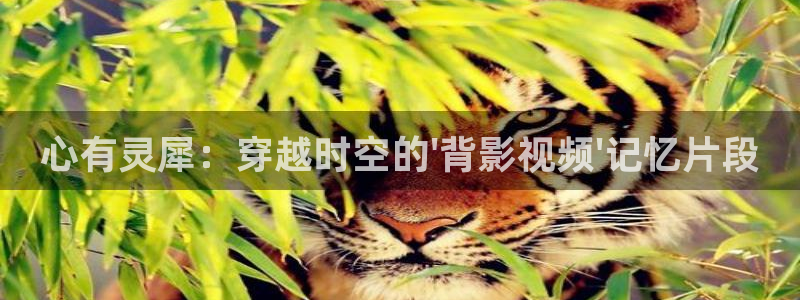 秋霞被窝电影网：心有灵犀：穿越时空的\'背影视频\'记忆片段