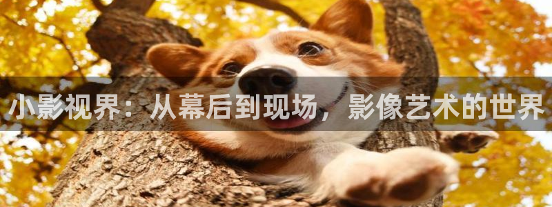 被窝影院在线观看电视剧：小影视界：从幕后到现场，影像艺术的世界