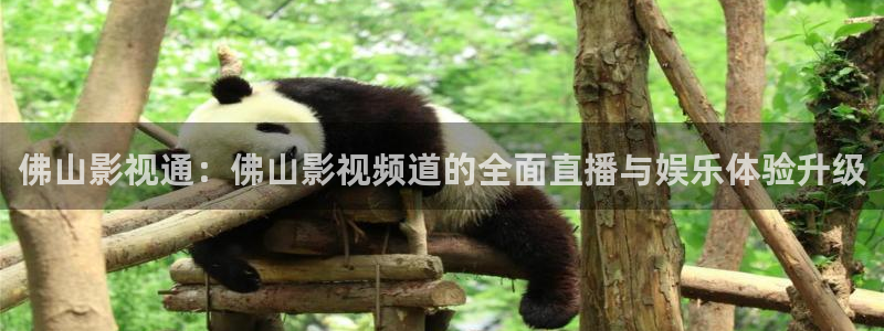 被窝窝影院：佛山影视通：佛山影视频道的全面直播与娱乐体验升级